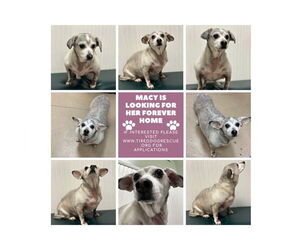 Beagle-Unknown Mix Dogs for adoption in Gulfport, MI, USA