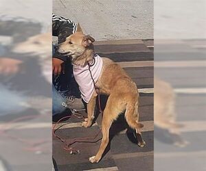 Labrador Retriever-Unknown Mix Dogs for adoption in Dana Point, CA, USA