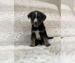 Australian Shepherd-Unknown Mix Dogs for adoption in Grafton, WI, USA