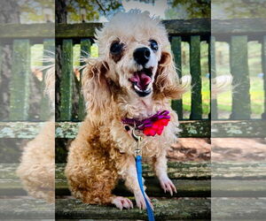 Poodle (Toy)-Unknown Mix Dogs for adoption in Pacolet, SC, USA