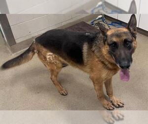 German Shepherd Dog Dogs for adoption in Santa Barbara, CA, USA
