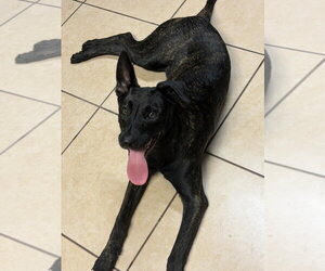 Holland Shepherd Dogs for adoption in Imlay City, MI, USA