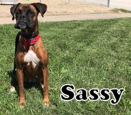 Boxer Dogs for adoption in Tremont, IL, USA