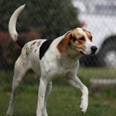 Mutt Dogs for adoption in Oxford, NC, USA