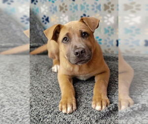 Mutt Dogs for adoption in Talladega, AL, USA