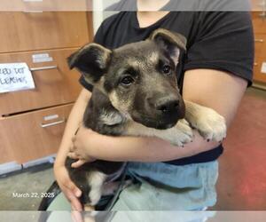 German Shepherd Dog-Unknown Mix Dogs for adoption in Santa Cruz, CA, USA