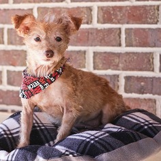 Medium Photo #1 Toxirn Puppy For Sale in Pensacola, FL, USA
