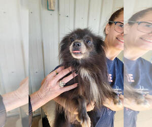 Pomeranian-Unknown Mix Dogs for adoption in Linton, IN, USA