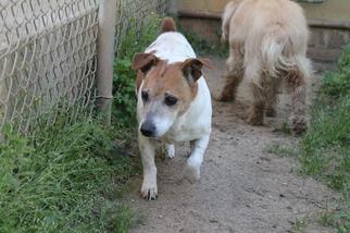 Small Jack Russell Terrier