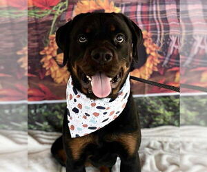 Rottweiler Dogs for adoption in Hillsboro, NH, USA