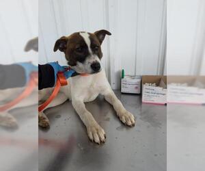 Parson Russell Terrier-Unknown Mix Dogs for adoption in Bakersfield, CA, USA