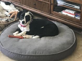 Border Collie Dogs for adoption in Tallahassee, FL, USA