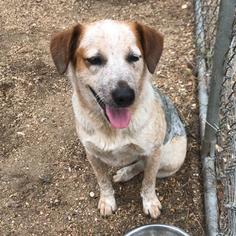 Mutt Dogs for adoption in Bauxite, AR, USA