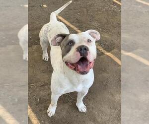 American Pit Bull Terrier Dogs for adoption in Riverside, CA, USA