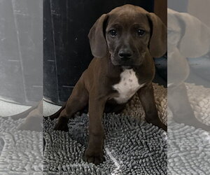 Mutt Dogs for adoption in Sterling, MA, USA