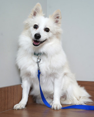 American Eskimo Dog Dogs for adoption in Eden Prairie, MN, USA