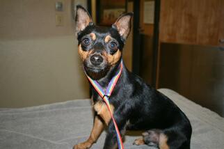 Small Miniature Pinscher Mix