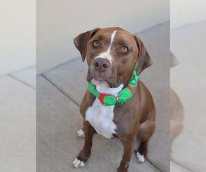 Labrador Retriever-Unknown Mix Dogs for adoption in McKinney, TX, USA