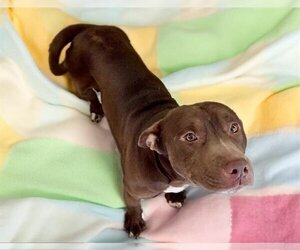 Small American Pit Bull Terrier Mix