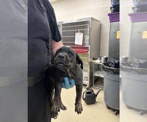 Rottweiler-Unknown Mix Dogs for adoption in Grand Prairie, TX, USA