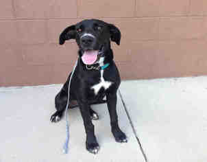 Great Dane-Labrador Retriever Mix Dogs for adoption in Bowling Green, OH, USA
