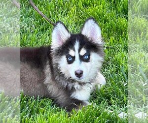 Pomsky Dogs for adoption in Matawan, NJ, USA