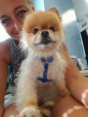Pomeranian Dogs for adoption in Baltimore, MD, USA