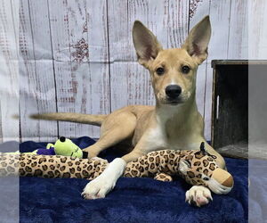 Medium Photo #6 American Pit Bull Terrier-Catahoula Leopard Dog Mix Puppy For Sale in Wetumpka, AL, USA