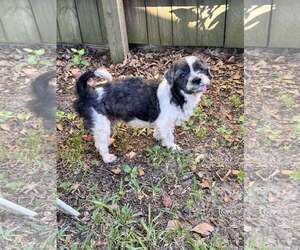 Shih Apso Dogs for adoption in Mount Pleasant, SC, USA