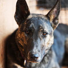 Medium Photo #1 Bull Terrier Puppy For Sale in Kanab, UT, USA