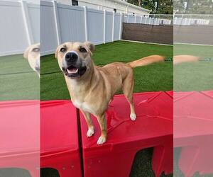 Labrador Retriever-Unknown Mix Dogs for adoption in Wilmington, NC, USA