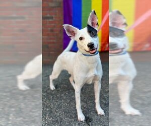 Rat Terrier-Unknown Mix Dogs for adoption in Boston, MA, USA