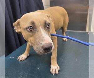 American Bulldog-Unknown Mix Dogs for adoption in Mobile, AL, USA