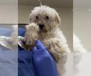 Poodle (Toy) Dogs for adoption in HESPERIA, CA, USA