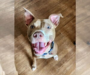 American Pit Bull Terrier-American Staffordshire Terrier Mix Dogs for adoption in Raleigh, NC, USA