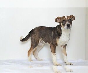 Siberian Husky-Unknown Mix Dogs for adoption in Oroville, CA, USA