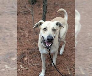 German Shepherd Dog-Unknown Mix Dogs for adoption in Charlotte, NC, USA