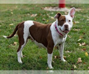 American Pit Bull Terrier Dogs for adoption in Easton, MD, USA