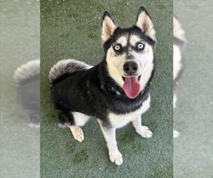 Siberian Husky Dogs for adoption in Woodland, CA, USA