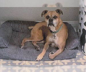 Boxer Dogs for adoption in Hurst, TX, USA