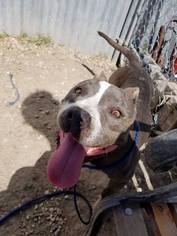 American Pit Bull Terrier Dogs for adoption in Jarrell, TX, USA