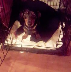 Dachshund Dogs for adoption in Alva, OK, USA
