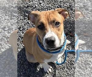 Mutt Dogs for adoption in Newton, NC, USA