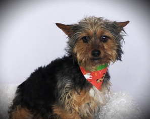 Australian Terrier Dogs for adoption in Carrollton, TX, USA