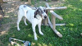Great Dane Dogs for adoption in Newport, KY, USA