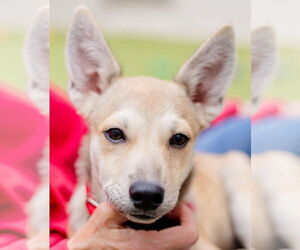 Mutt Dogs for adoption in Canton, CT, USA