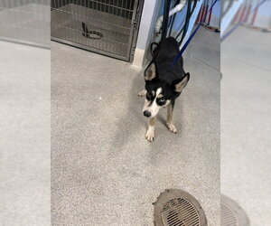 Siberian Husky Dogs for adoption in Tallahassee, FL, USA