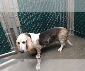 Basset Hound Dogs for adoption in Downey, CA, USA