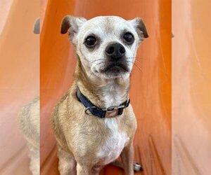 Chihuahua-Unknown Mix Dogs for adoption in Victorville, CA, USA