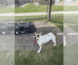 - Mix Dogs for adoption in Corpus Christi, TX, USA